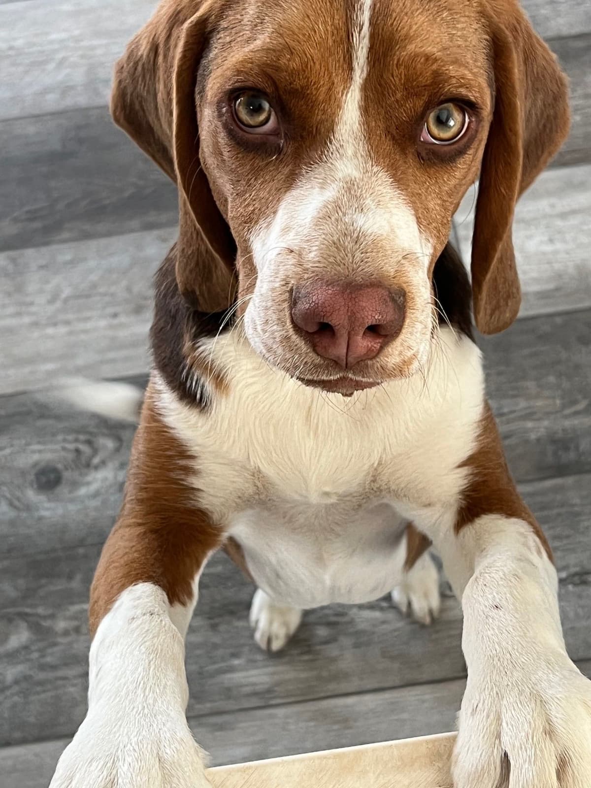 Blue/silver tricolor beagle puppies breeder image 14