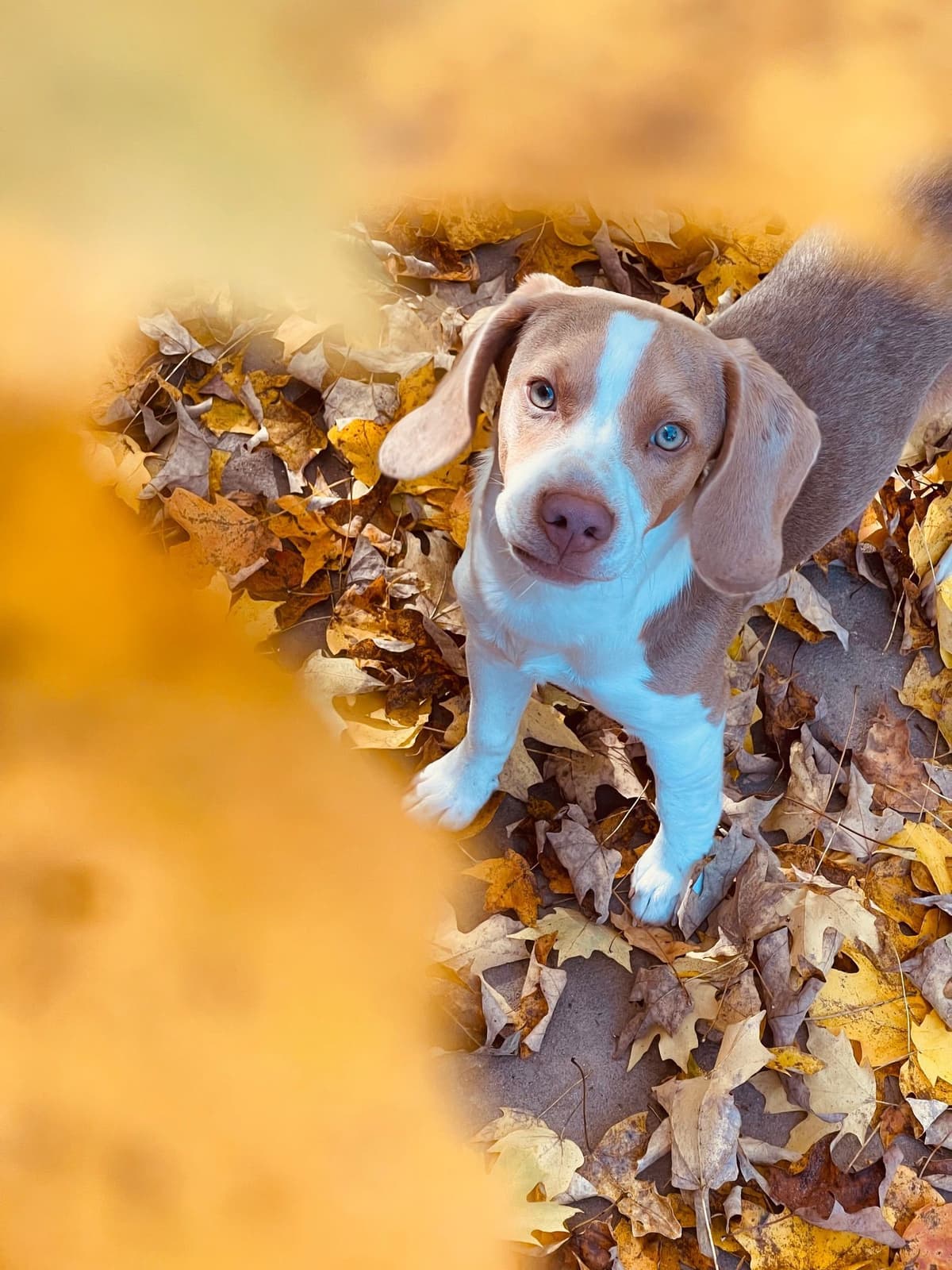 Blue/silver tricolor beagle puppies breeder image 18