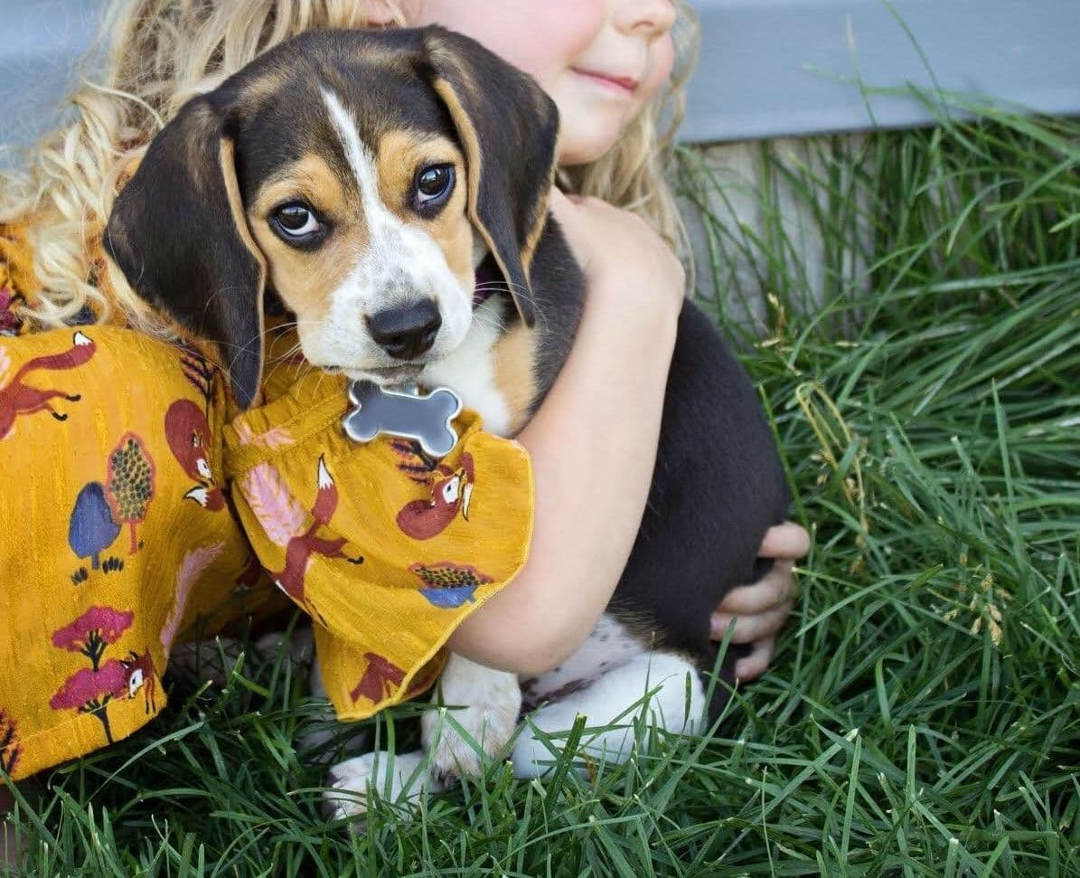 Blue/silver tricolor beagle puppies breeder image 19