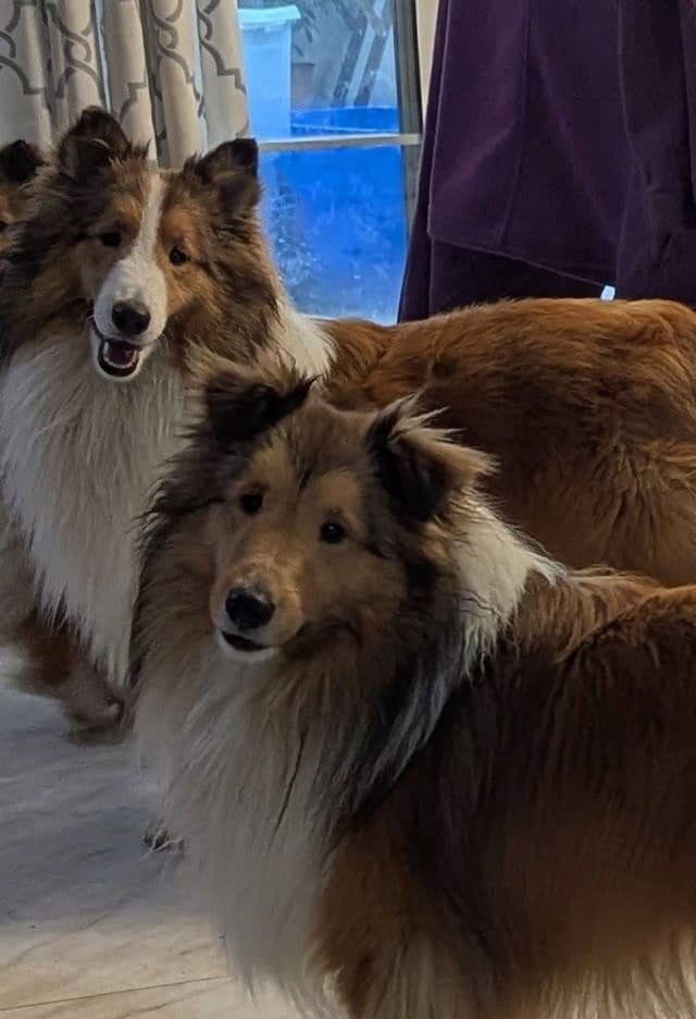 Shetland Sheepdog Puppies media 2