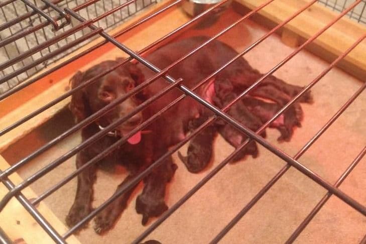 Boykin Spaniel Puppies breeder image 1