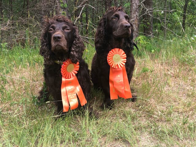 Boykin Spaniel Puppies media 2