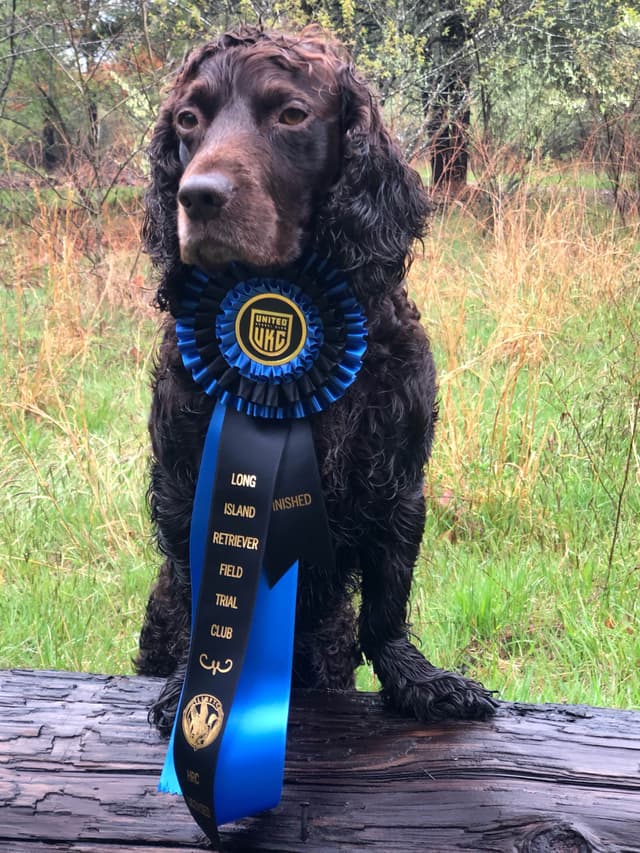 Boykin Spaniel Puppies media 3