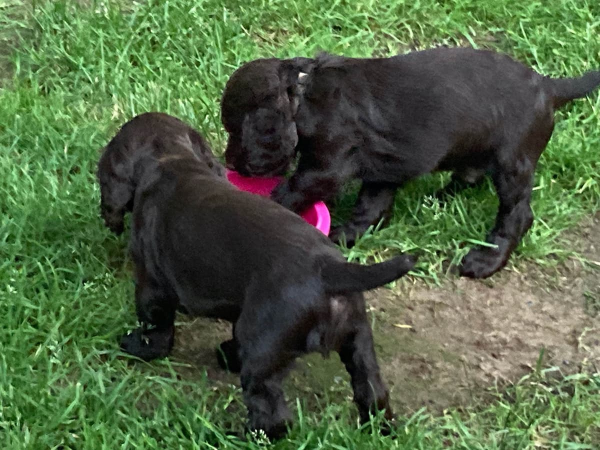 Boykin Spaniel Puppies breeder image 2