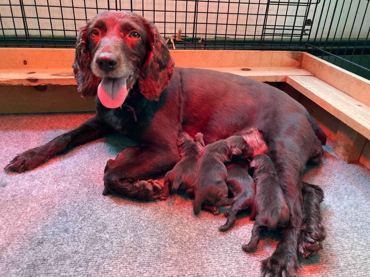 Boykin Spaniel Puppies breeder image 3