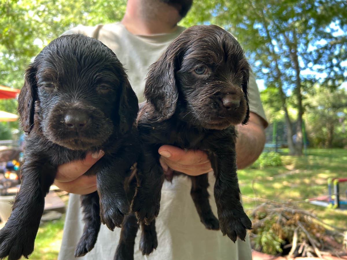 Boykin Spaniel Puppies breeder image 4
