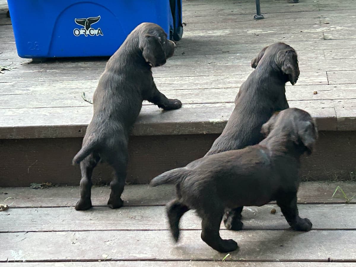 Boykin Spaniel Puppies breeder image 5