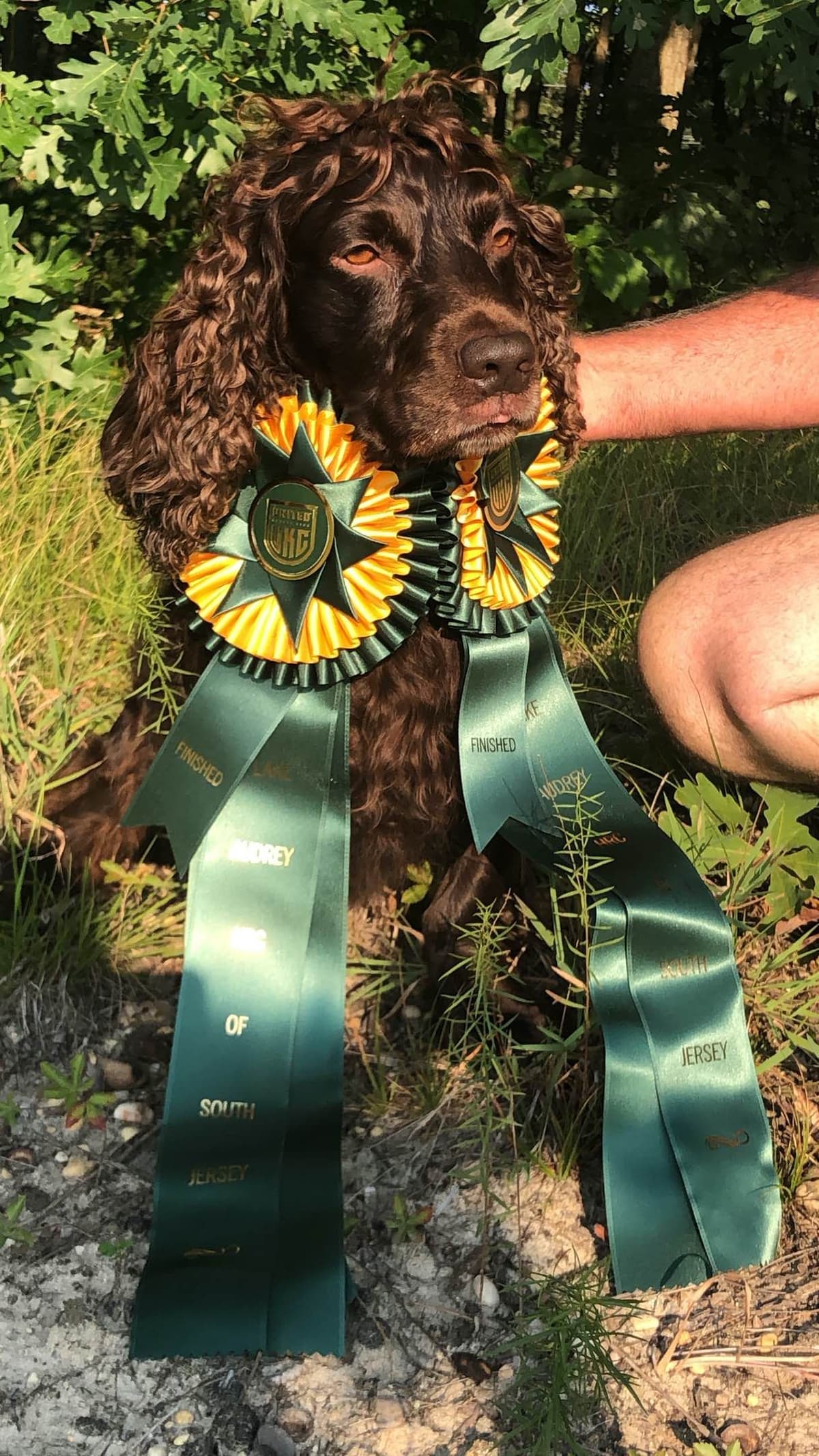 Boykin Spaniel Puppies breeder image 6