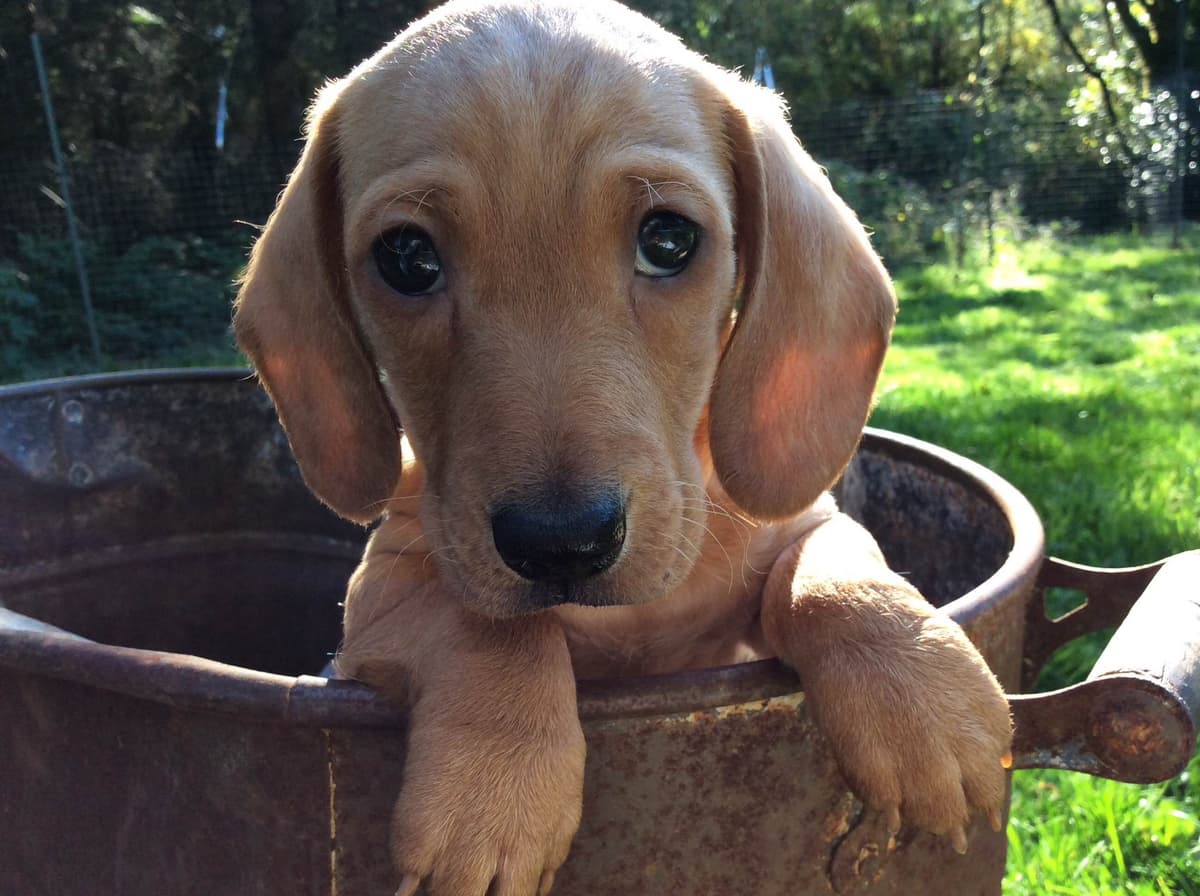 Dachshund Puppy, one smooth mini boy, and 2 Wirehair all wild boar. breeder image 2