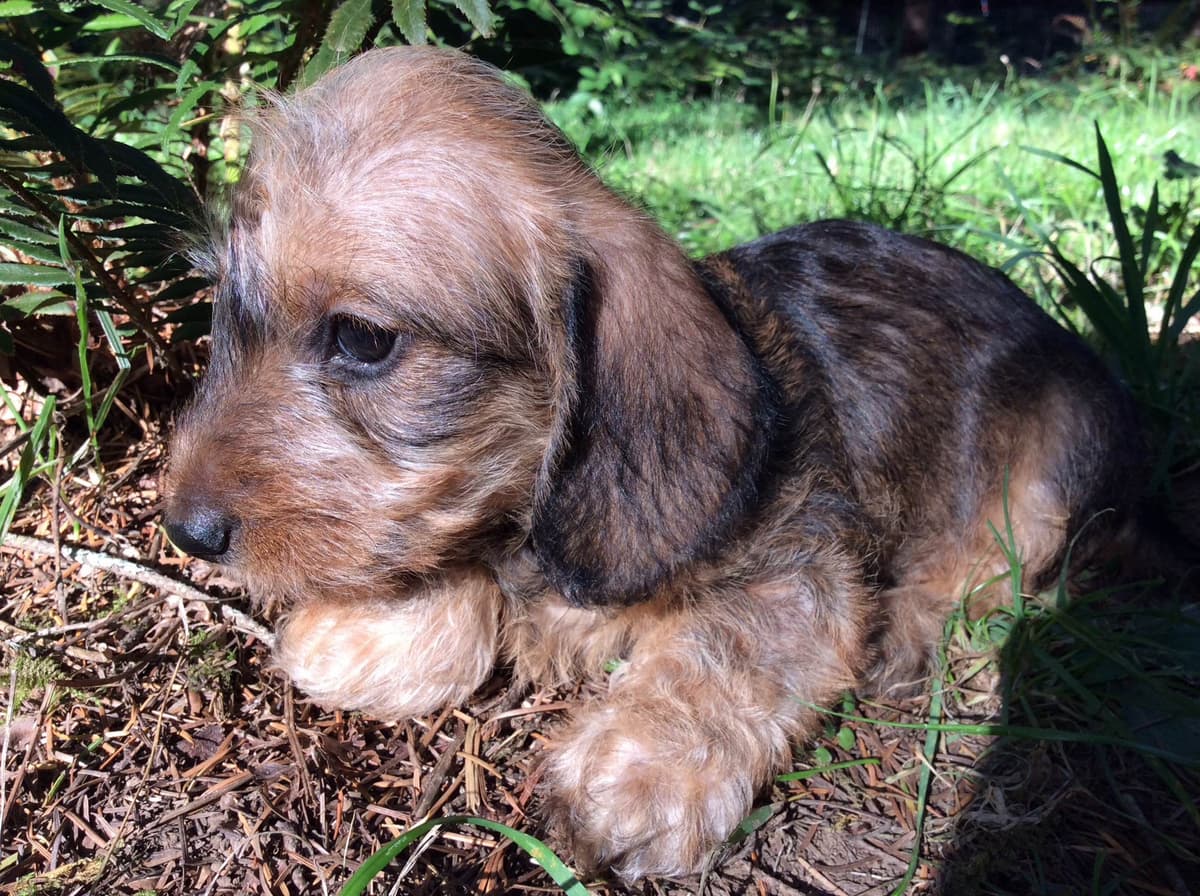 Dachshund Puppy, one smooth mini boy, and 2 Wirehair all wild boar. breeder image 3