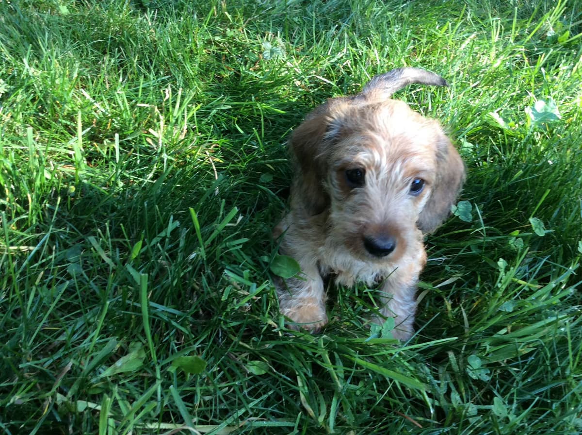 Dachshund Puppy, one smooth mini boy, and 2 Wirehair all wild boar. breeder image 4