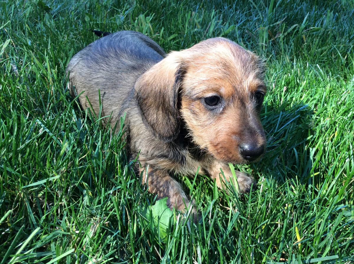 Dachshund Puppy, one smooth mini boy, and 2 Wirehair all wild boar. breeder image 5