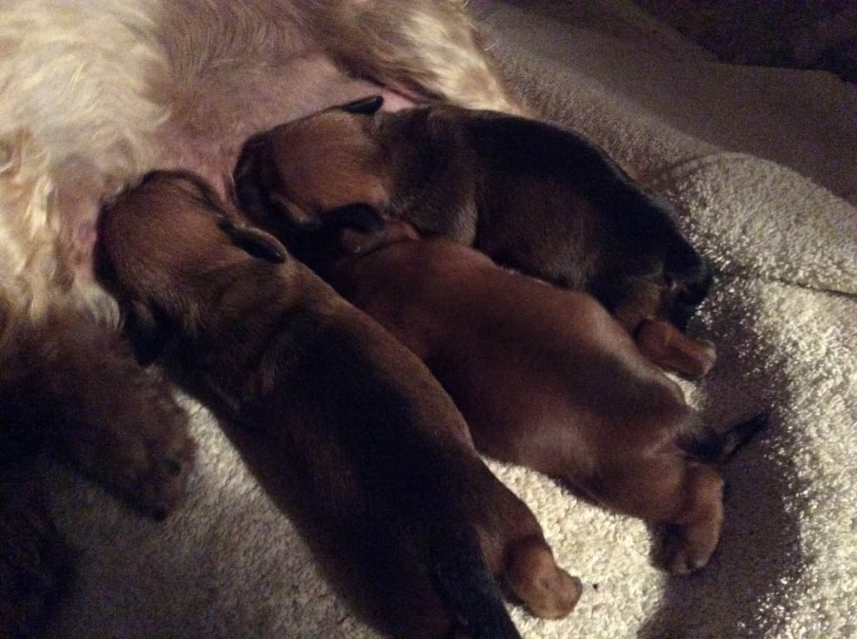 Dachshund Puppy, one smooth mini boy, and 2 Wirehair all wild boar. breeder image 6