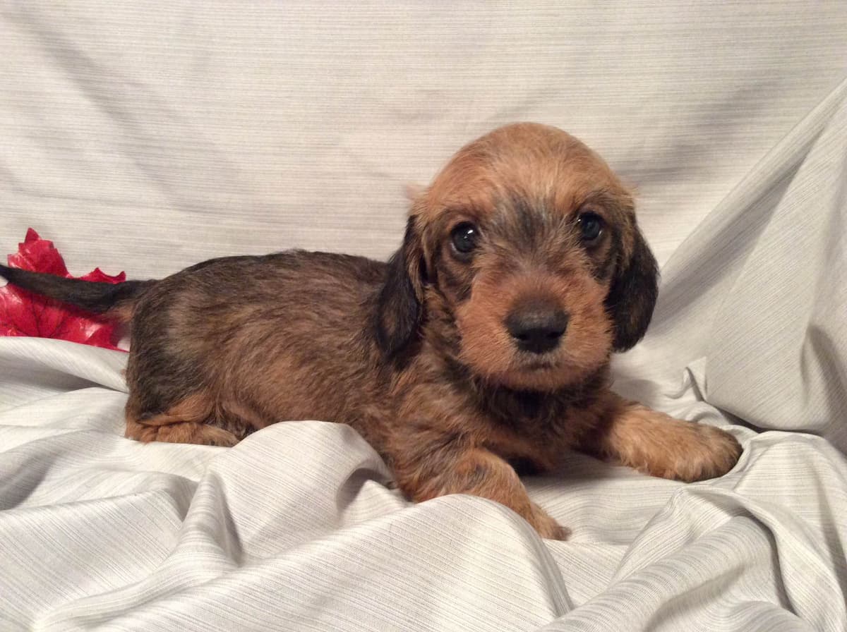 Dachshund Puppy, one smooth mini boy, and 2 Wirehair all wild boar. breeder image 7