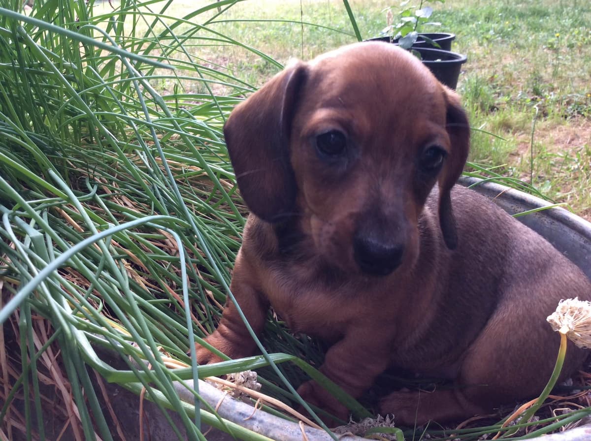 Dachshund Puppy, one smooth mini boy, and 2 Wirehair all wild boar. breeder image 8
