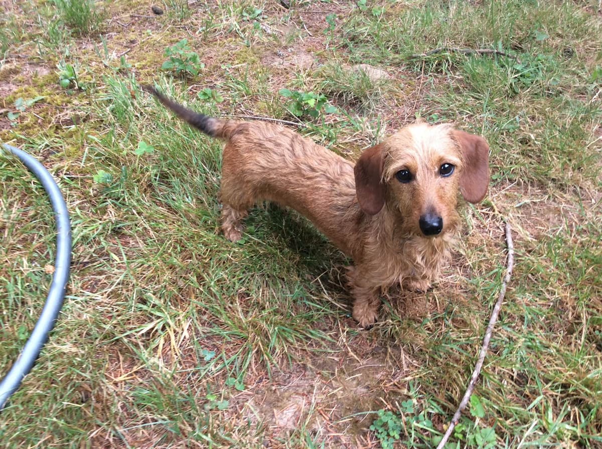 Dachshund Puppy, one smooth mini boy, and 2 Wirehair all wild boar. breeder image 9