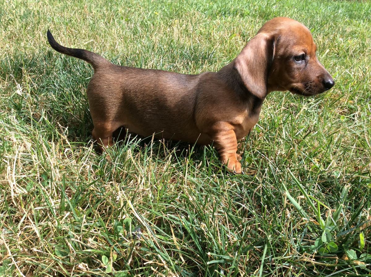 Dachshund Puppy, one smooth mini boy, and 2 Wirehair all wild boar. breeder image 10