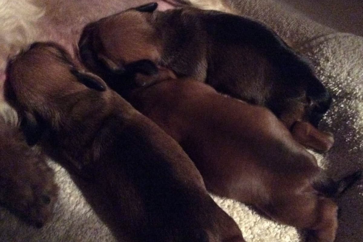 Dachshund Puppy, one smooth mini boy, and 2 Wirehair all wild boar. breeder image 11