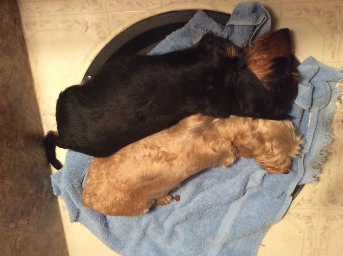 Dachshund Puppy, one smooth mini boy, and 2 Wirehair all wild boar. breeder image 12