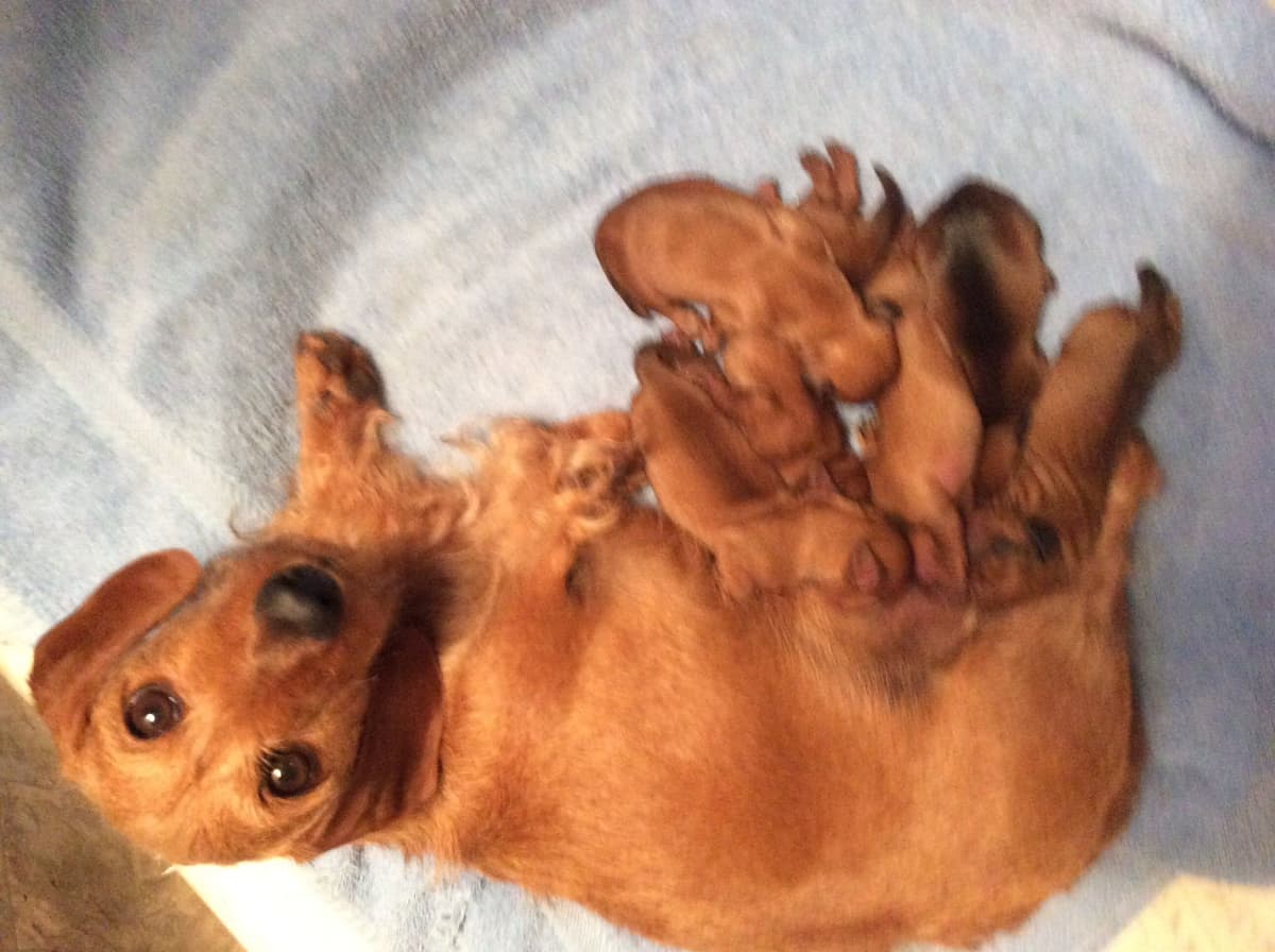 Dachshund Puppy, one smooth mini boy, and 2 Wirehair all wild boar. breeder image 13