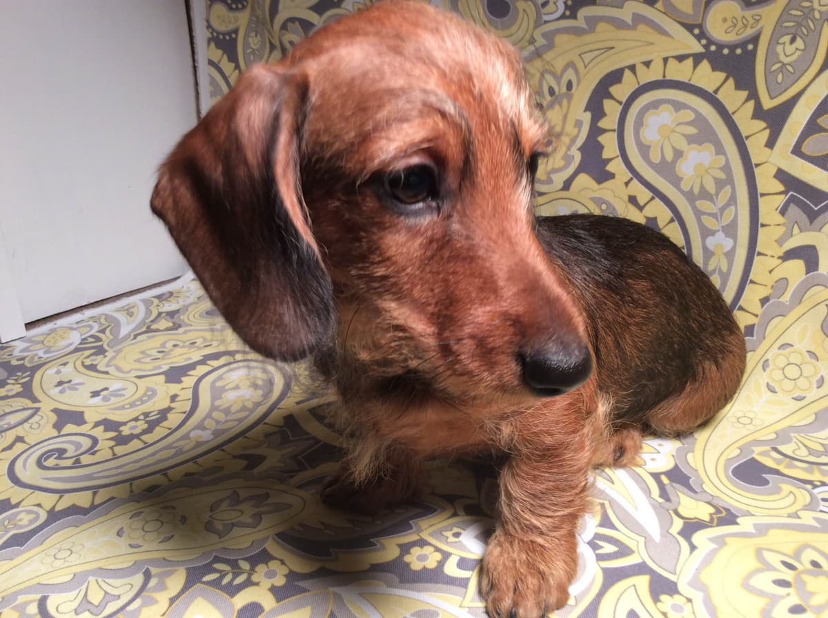 Dachshund Puppy, one smooth mini boy, and 2 Wirehair all wild boar. breeder image 16