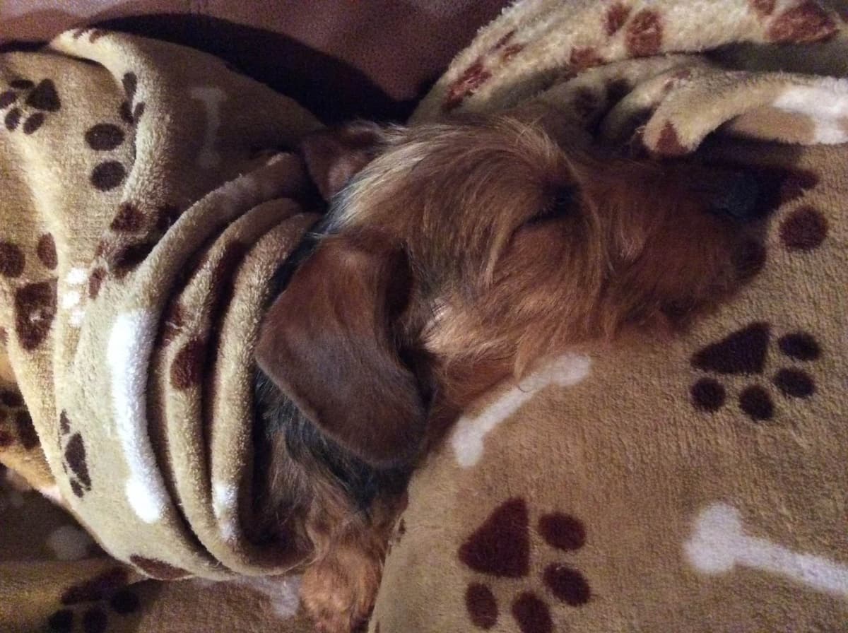 Dachshund Puppy, one smooth mini boy, and 2 Wirehair all wild boar. breeder image 15