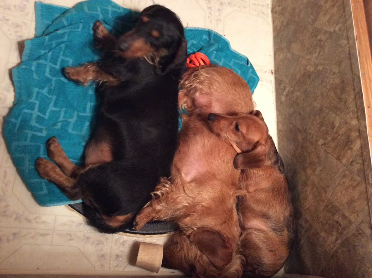 Dachshund Puppy, one smooth mini boy, and 2 Wirehair all wild boar. breeder image 17