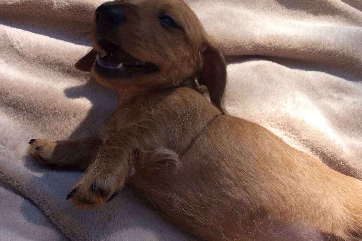 Dachshund Puppy, one smooth mini boy, and 2 Wirehair all wild boar. breeder image 18