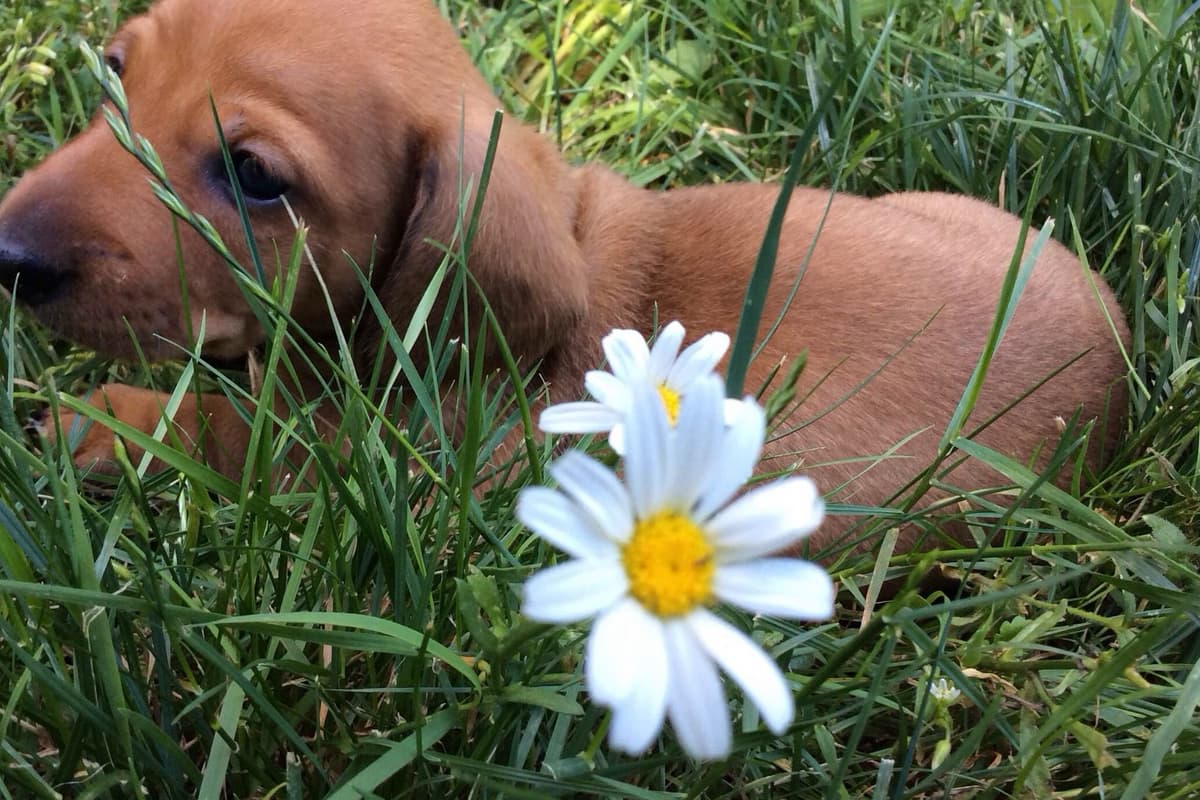 Dachshund Puppy, one smooth mini boy, and 2 Wirehair all wild boar. breeder image 19