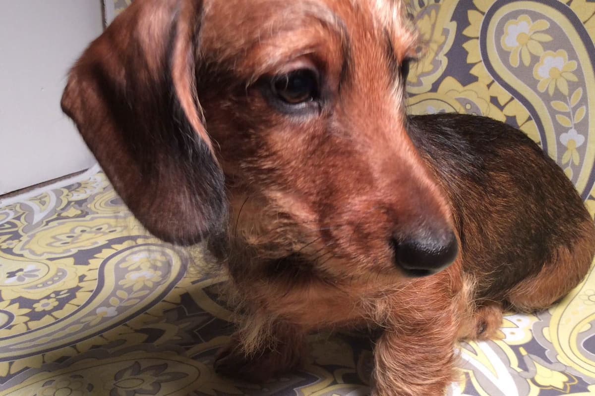 Dachshund Puppy, one smooth mini boy, and 2 Wirehair all wild boar. breeder image 22