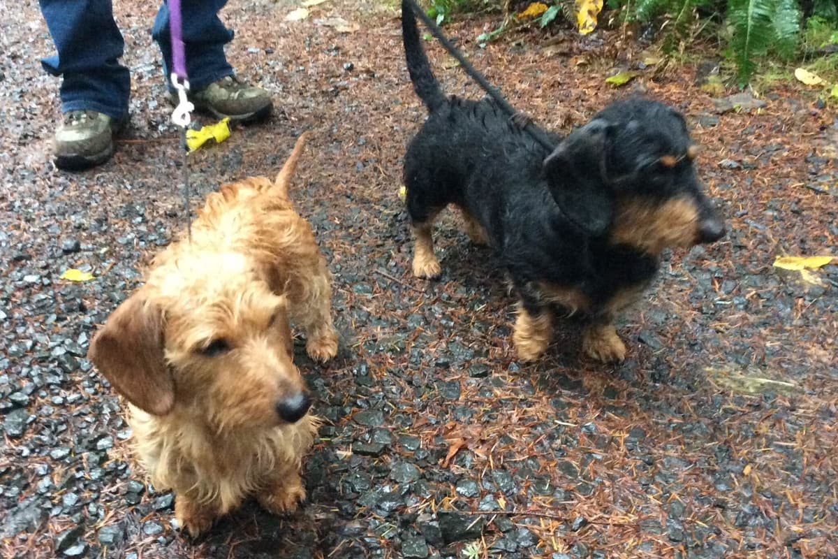 Dachshund Puppy, one smooth mini boy, and 2 Wirehair all wild boar. breeder image 23