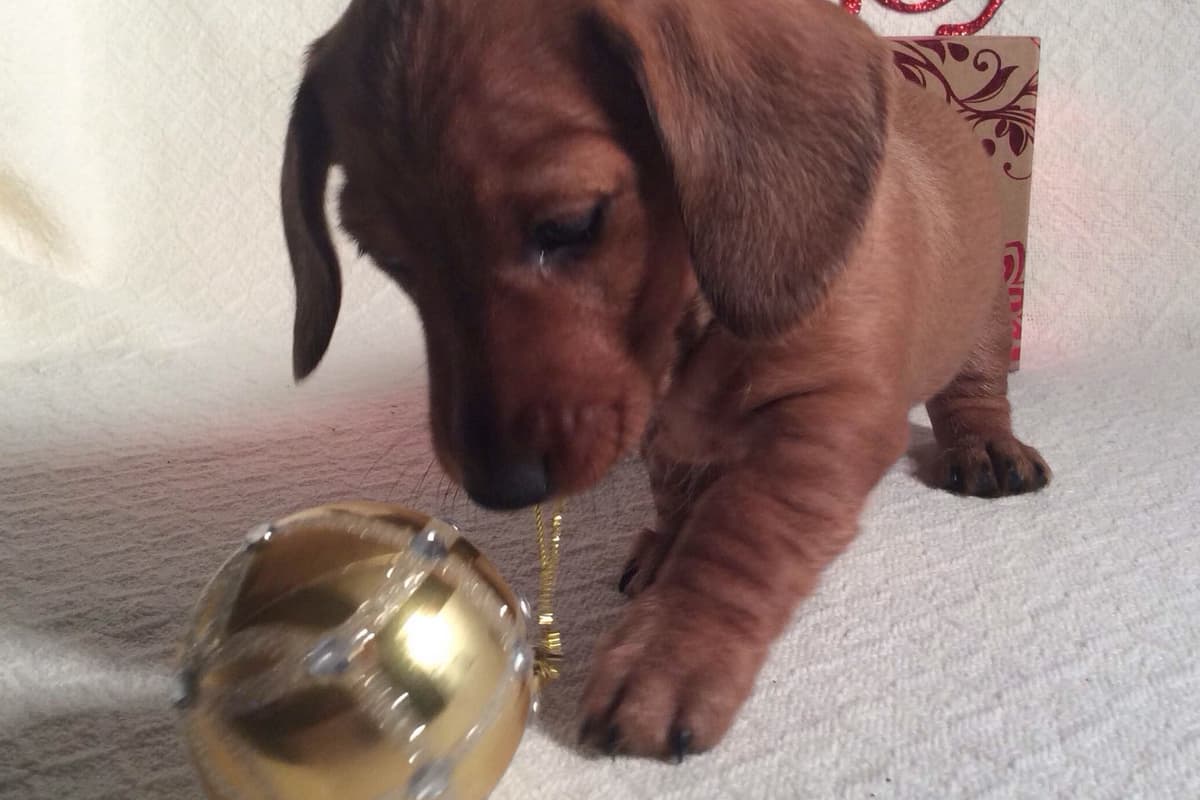 Dachshund Puppy, one smooth mini boy, and 2 Wirehair all wild boar. breeder image 24