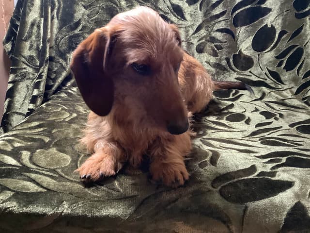 Dachshund Puppy,  one smooth mini boy, and 2 Wirehair all wild boar. media 4