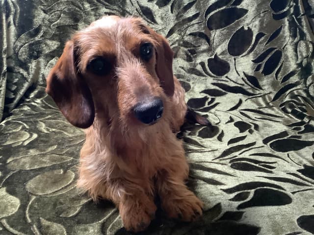 Dachshund Puppy,  one smooth mini boy, and 2 Wirehair all wild boar. media 5