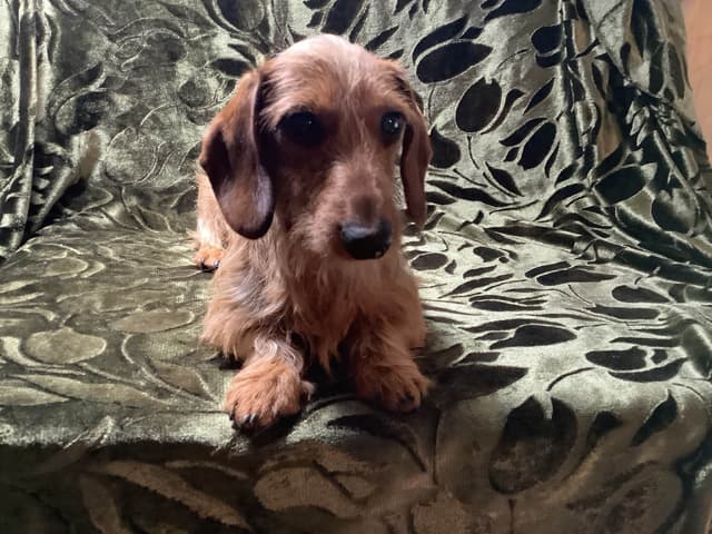 Dachshund Puppy,  one smooth mini boy, and 2 Wirehair all wild boar. media 6