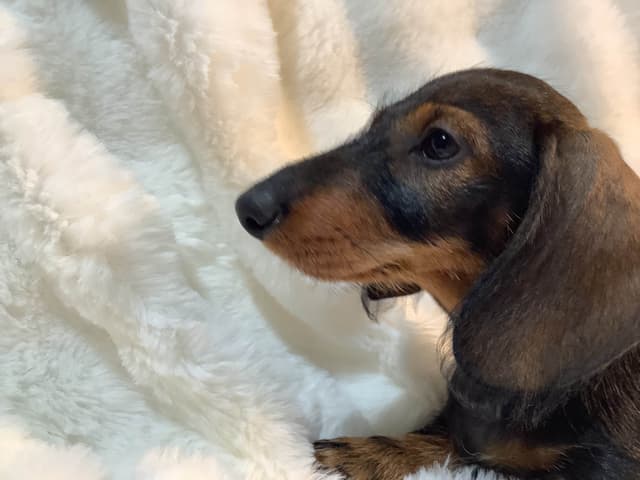 Dachshund Puppy,  one smooth mini boy, and 2 Wirehair all wild boar. media 2