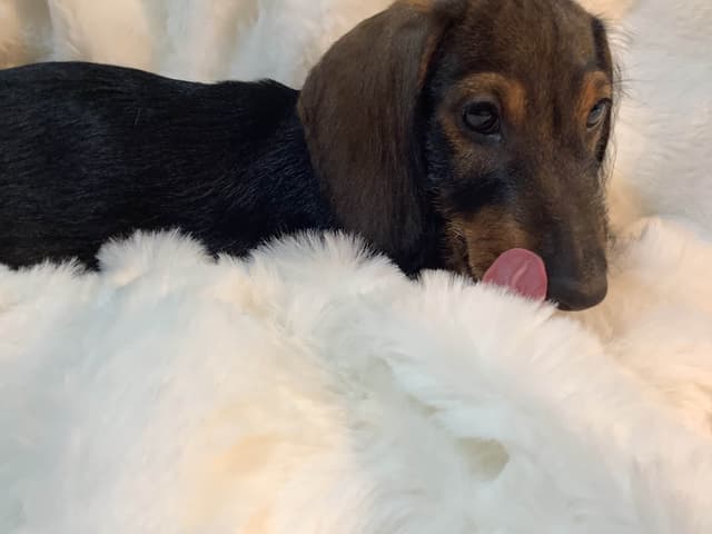 Dachshund Puppy,  one smooth mini boy, and 2 Wirehair all wild boar. media 3