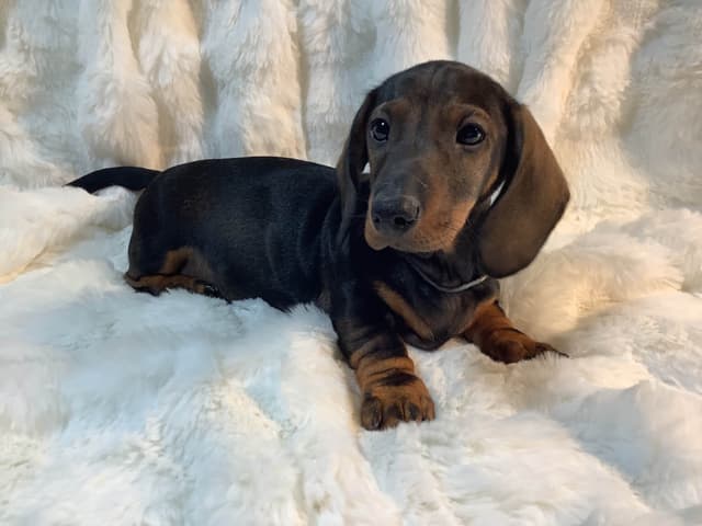 Dachshund Puppy,  one smooth mini boy, and 2 Wirehair all wild boar. media 7