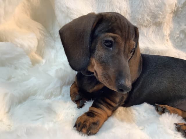 Dachshund Puppy,  one smooth mini boy, and 2 Wirehair all wild boar. media 8