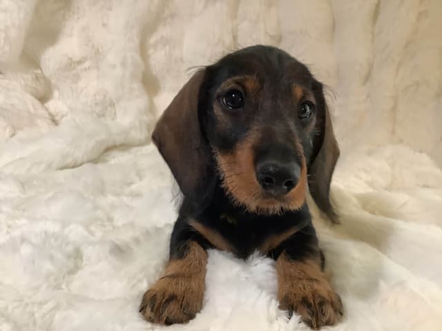 Dachshund Puppy,  one smooth mini boy, and 2 Wirehair all wild boar. media 10