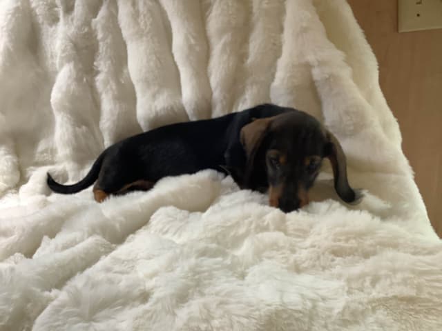 Dachshund Puppy,  one smooth mini boy, and 2 Wirehair all wild boar. media 11