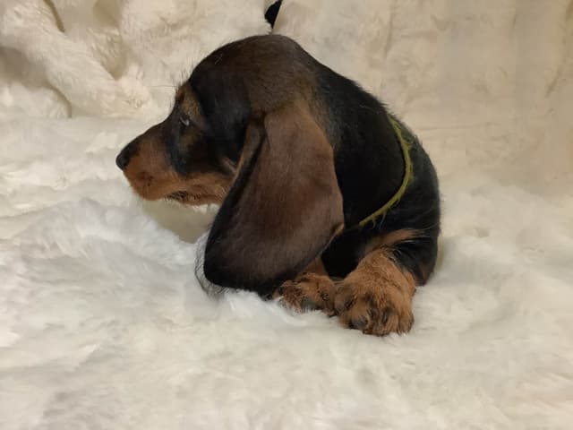 Dachshund Puppy,  one smooth mini boy, and 2 Wirehair all wild boar. media 12
