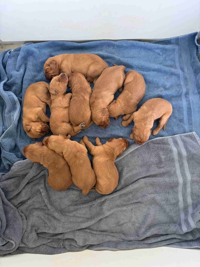 Golden Retriever Puppies media 2