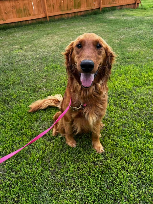 Golden Retriever Puppies media 3