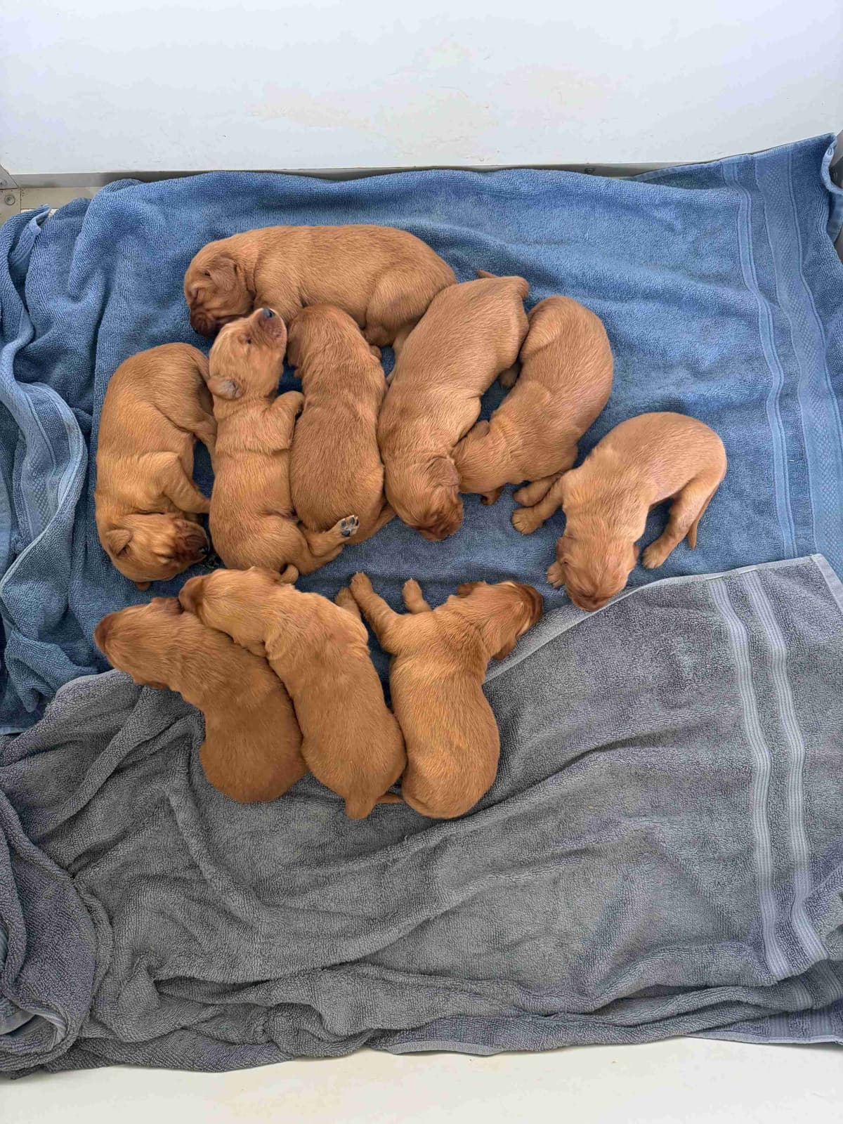 Golden Retriever Puppies breeder image 3