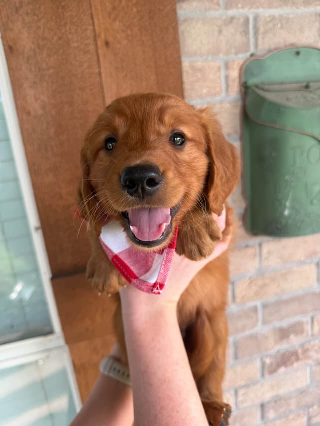 Golden Retriever Puppies media 4