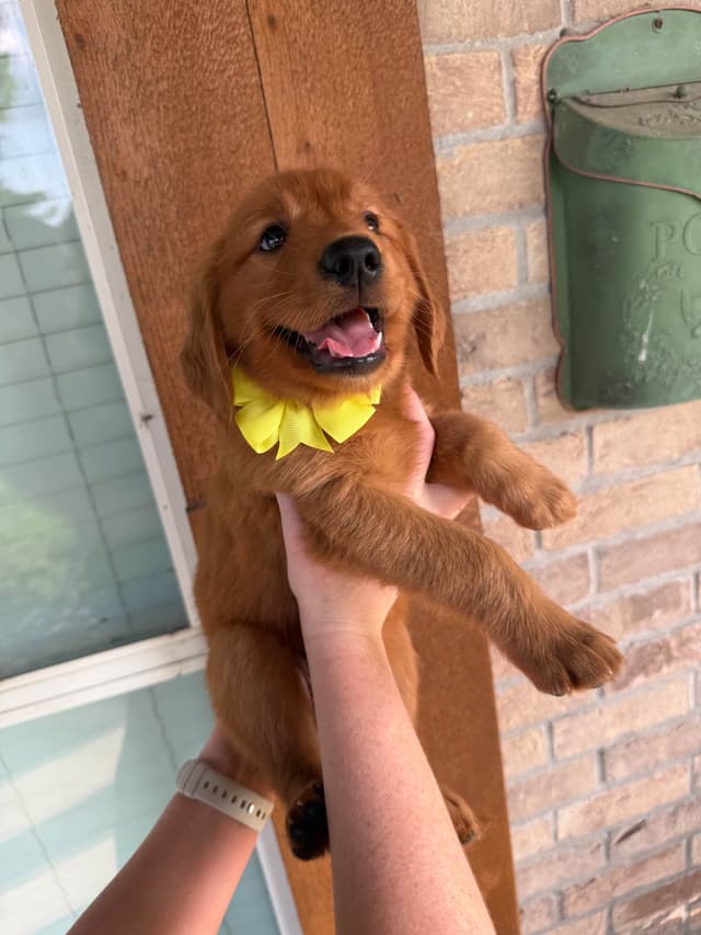 Golden Retriever Puppies media 5