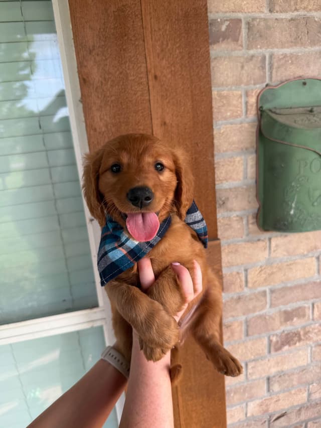 Golden Retriever Puppies media 6