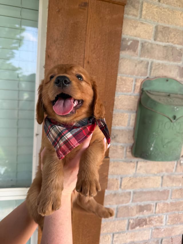 Golden Retriever Puppies media 7