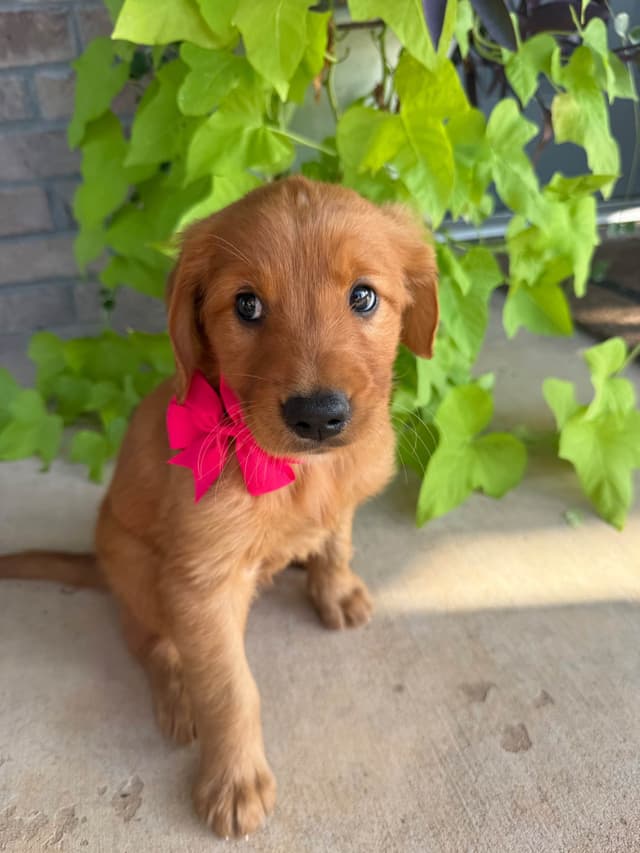 Golden Retriever Puppies media 8